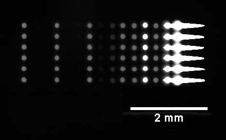 Concentration gradient of fluorescent marked BSA, spotted on ZeptoMARK chips